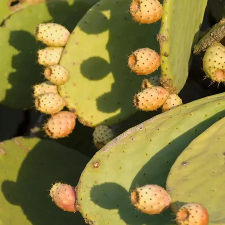 El Jardin De Suenos Rodalquilar