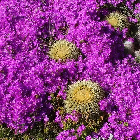El Jardin De Suenos * Rodalquilar